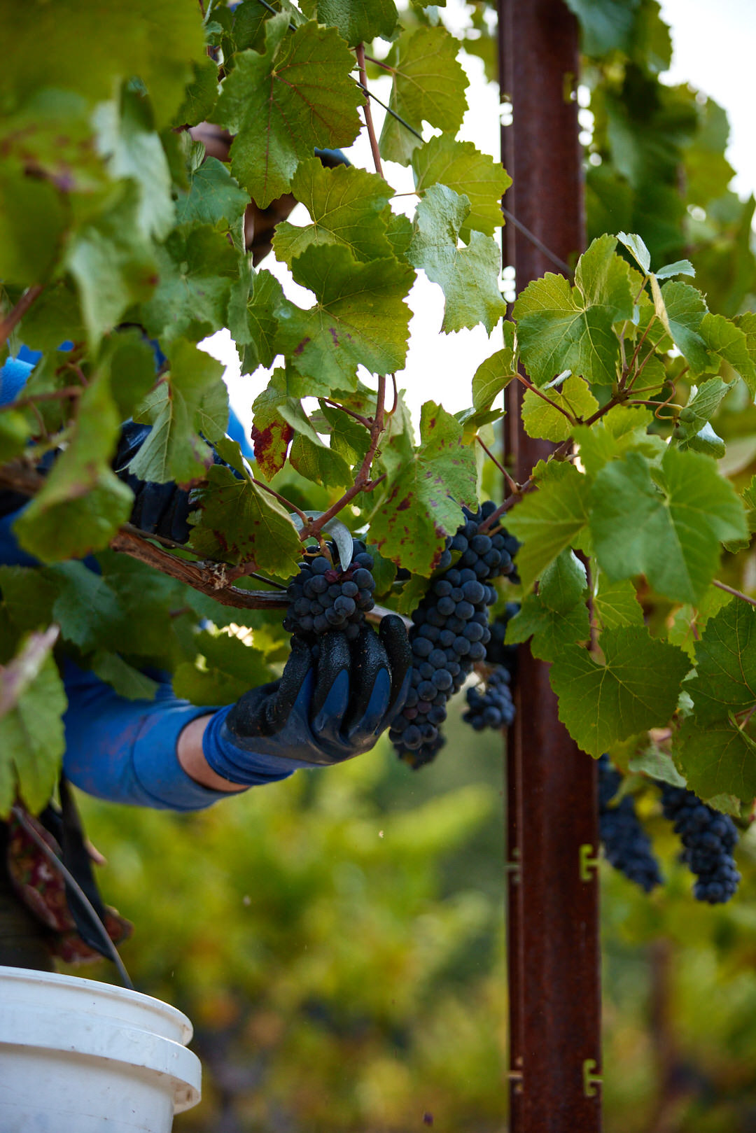 Lichen Winery in Booneville, Ca photographed by Seth Lowe